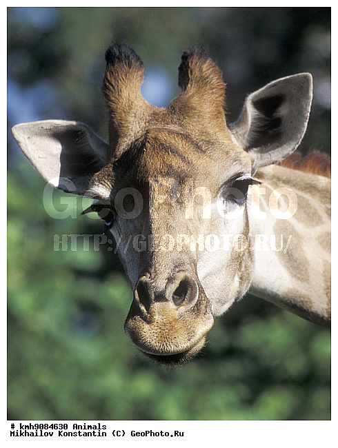 ��������, �����, ��������, �������������, �������������, �����, �����, XYZ, ���������, Giraffidae, Giraffa camelopardalis, �����