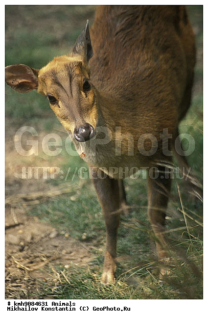 ��������, ��������, �������������