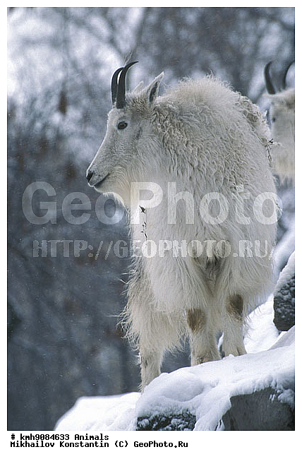 ��������, ��������, �������������