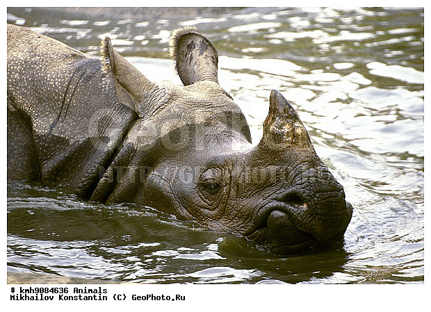 ��������, ��������, �������������, �������