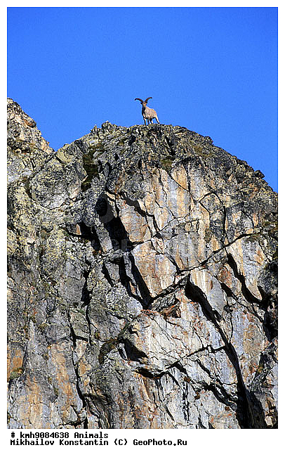 ��������, ��������, �������������