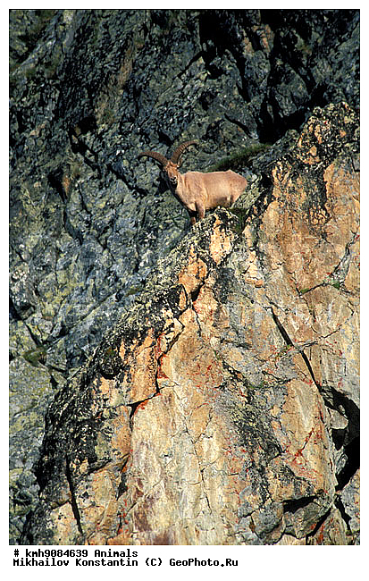 ��������, ��������, �������������