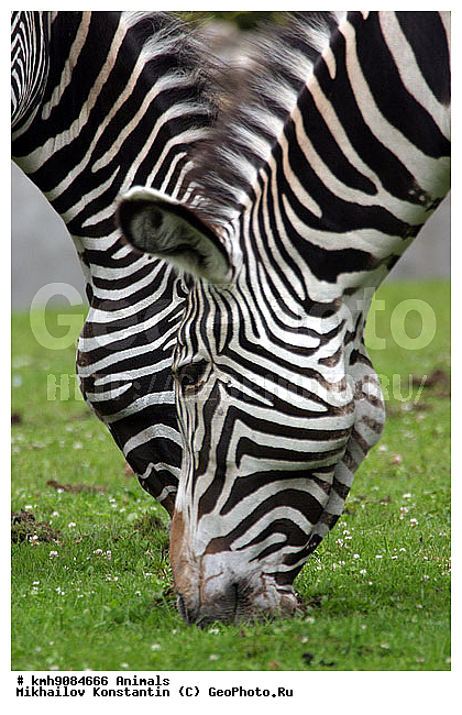 ��������, �����, ��������, �������������, ���������, �������������, �����, �����, XYZ, ���������, Equidae, ����� �����, ��������� �����, Equus grevyi