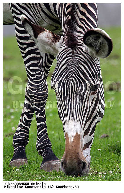 ��������, �����, ��������, �������������, �������������, �����, �����, XYZ, ���������, Equidae, ����� �����, ��������� �����, Equus grevyi