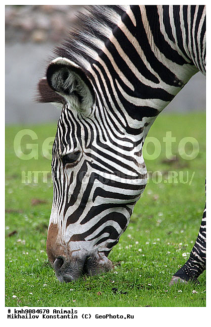 ��������, �����, ��������, �������������, ���������, �������������, �����, �����, XYZ, ���������, Equidae, ����� �����, ��������� �����, Equus grevyi