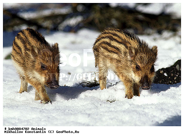 ����, ����� ������, ��������, �����, �������������, ����, ���������, ���������, ������, �������������, �����, �����, XYZ, ������, Suidae, �����, �����, ����� ������, Sus scrofa