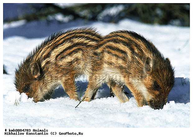 ����, ����� ������, ��������, �����, �������������, ����, ���������, ���������, ������, �������������, �����, �����, XYZ, ������, Suidae, �����, �����, ����� ������, Sus scrofa