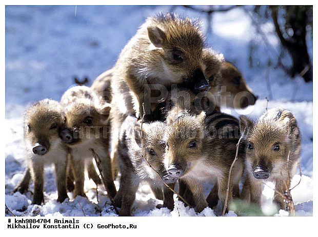 ����� ������, ��������, �����, �������������, ���������, ���������, ������, �������������, �����, �����, XYZ, ������, Suidae, �����, �����, ����� ������, Sus scrofa