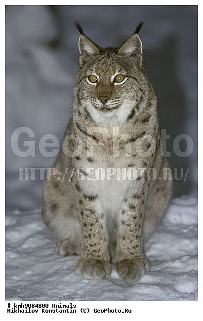 ����� �����, ��������, �������, �����, �������������, ��������, ������������ ���� ��������� ���, ��������, ��������, �������������, �������������, �����, �����, �������, ������, XYZ, �������, Felidae, ������������ ����, Lynx lynx, ������