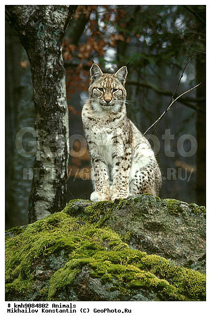 ����� �����, ��������, �������, �����, �������������, ��������, ������������ ���� ��������� ���, ��������, ��������, �������������, �������������, �����, �����, �������, ������, XYZ, �������, Felidae, ������������ ����, Lynx lynx, ������