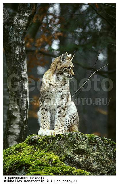 ����� �����, ��������, �������, �����, �������������, ��������, ������������ ���� ��������� ���, ��������, ��������, �������������, �������������, �����, �����, �������, ������, XYZ, �������, Felidae, ������������ ����, Lynx lynx, ������