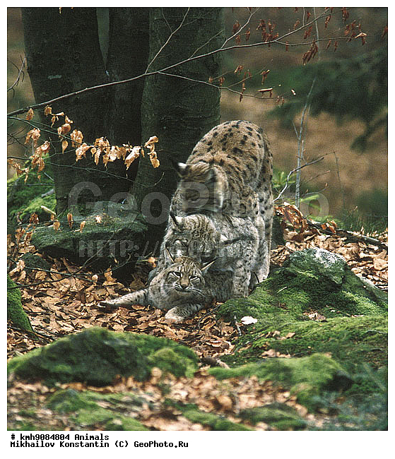 ����� �����, ��������, �������, �����, �������������, ��������, ������������ ���� ��������� ���, ��������, ��������, �������������, �������������, �����, �����, �������, ������, XYZ, �������, Felidae, ������������ ����, Lynx lynx, ������