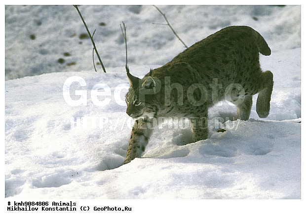 ����� �����, ��������, �������, �����, �������������, ��������, ������������ ���� ��������� ���, ��������, ��������, �������������, �������������, �����, �����, �������, ������, XYZ, �������, Felidae, ������������ ����, Lynx lynx, ������
