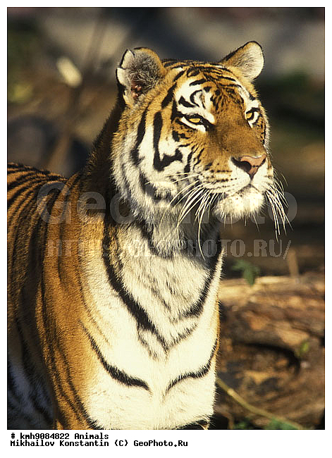 ����� �����, ��������, �������, �����, �������������, ����, ��������, ��������, �������������, �������������, �����, �����, �������, ������, XYZ, �������, Felidae, ����, Panthera tigris