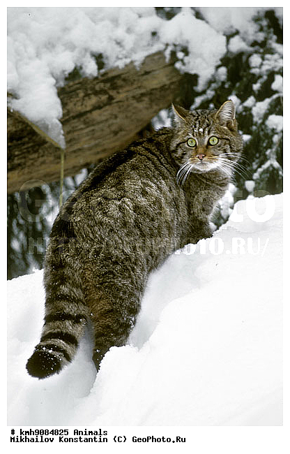 ����� �����, ��������, �������, �����, �������������