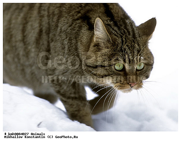 ����� �����, ��������, �������, �����, �������������