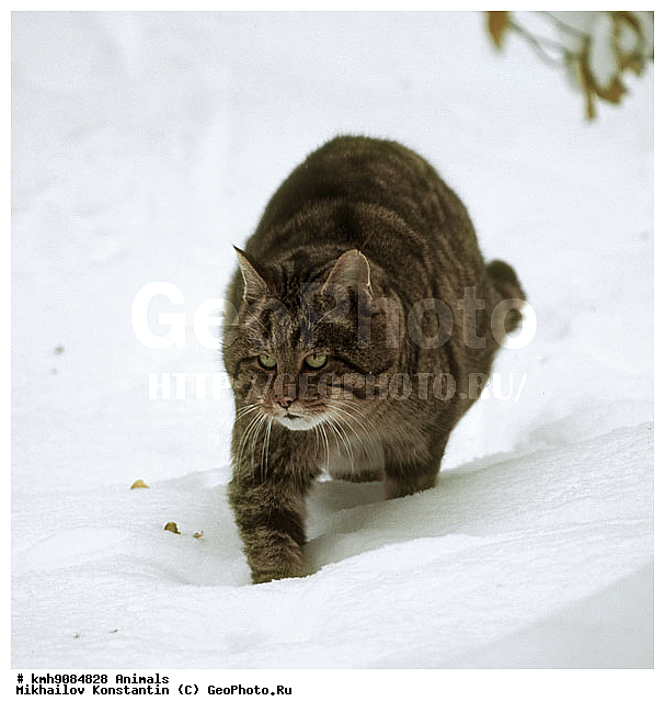 ����� �����, ��������, �������, �����, �������������