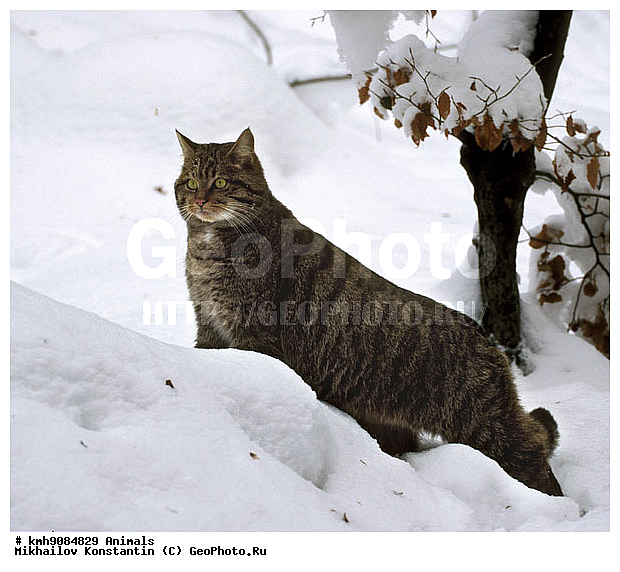 ����� �����, ��������, �������, �����, �������������