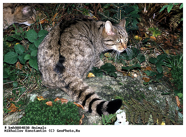 ����� �����, ��������, �������, �����, �������������