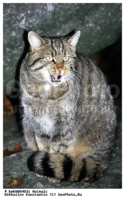 ����� �����, ��������, �������, �����, �������������