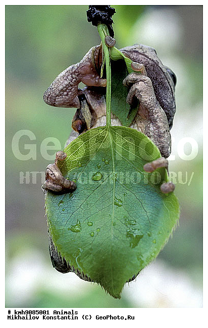 �������, ������� �������, ��������, �������