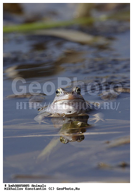 �������, ������� �������, ��������, �������, ��������, ��������, �����������, �����������, �������, �������, XYZ, ��������� �������, Ranidae, ����������� �������, �������� �������, Rana arvalis