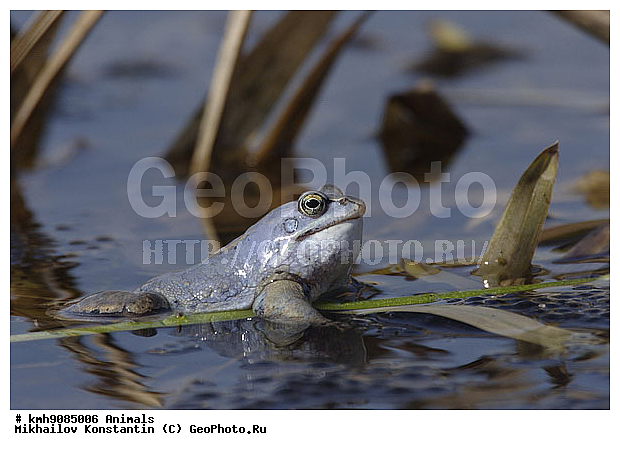 �������, ������� �������, ��������, �������, ��������, ��������, �����������, �����������, �������, �������, XYZ, ��������� �������, Ranidae, ����������� �������, �������� �������, Rana arvalis