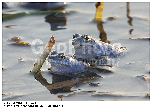 �������, ������� �������, ��������, �������, ��������, ��������, �����������, �����������, �������, �������, XYZ, ��������� �������, Ranidae, ����������� �������, �������� �������, Rana arvalis