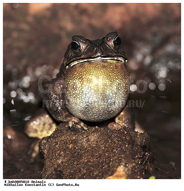 �������, ������� �������, ��������, �������