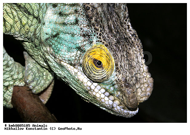 ��������, ��������, ������������ ��������