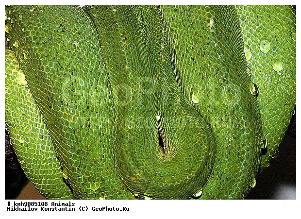 ��������, �������, ����, ��������, ������������ ��������