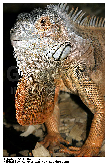 ��������, ��������, ������������ ��������