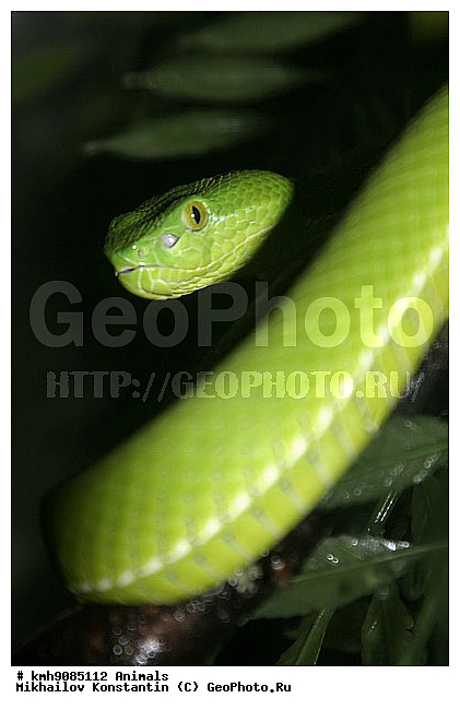 ��������, �������, ����, ��������, ������������ ��������