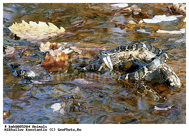 ��������, ����, ��������������, ��������