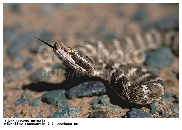 ��������, ����, ���������, ��������������, ��������