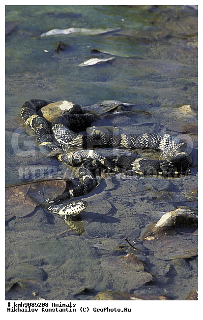 ��������, ����, ���������, ��������������, ��������