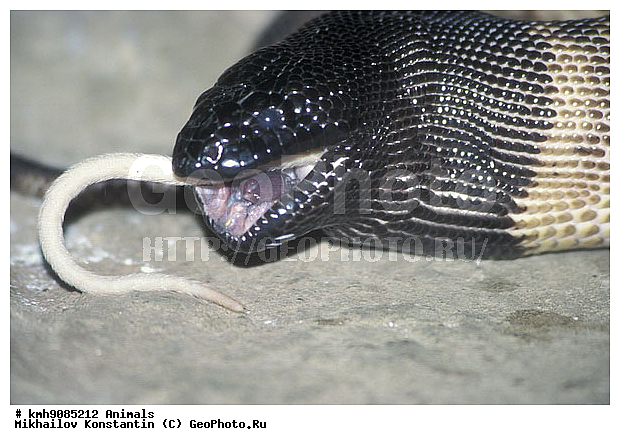 ��������, ����, �������, ��������������, ��������