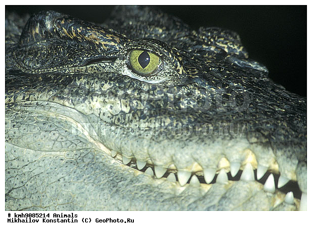 ����, ��������, ����, ��������, ��������������, ��������, ������