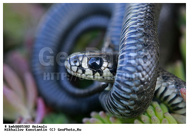 ��������, ����, ������� ��, ��������������, ��������, ��