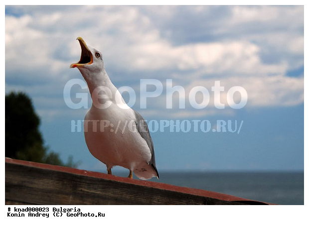 ��������, �������, ������ ����, ����, �����