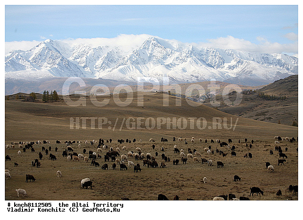 ������, ��������������, ����� ��� � �������, ��������, ��������, �������������, �������������, �����, �����, XYZ, ���������, Bovidae, ���� ��������, Capra aegagrus hircus, ��������, ��������, �������������, �������������, �����, �����, XYZ, ���������, Bovidae, ���� ��������, Capra aegagrus hircus, �������� ����, Ovis aries