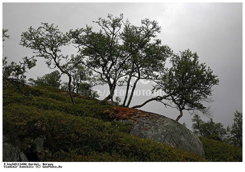 ������, ��������, ������