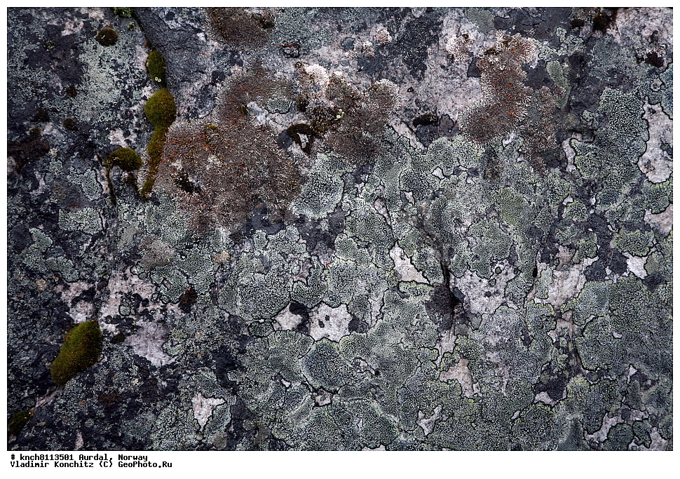 ������, ��������, ��������������