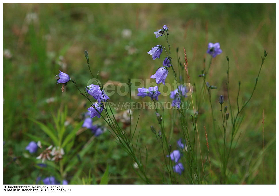 �������, ��������, �����, ������, ������� ����