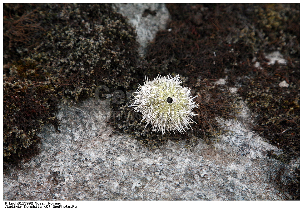 ����, ��������, ������