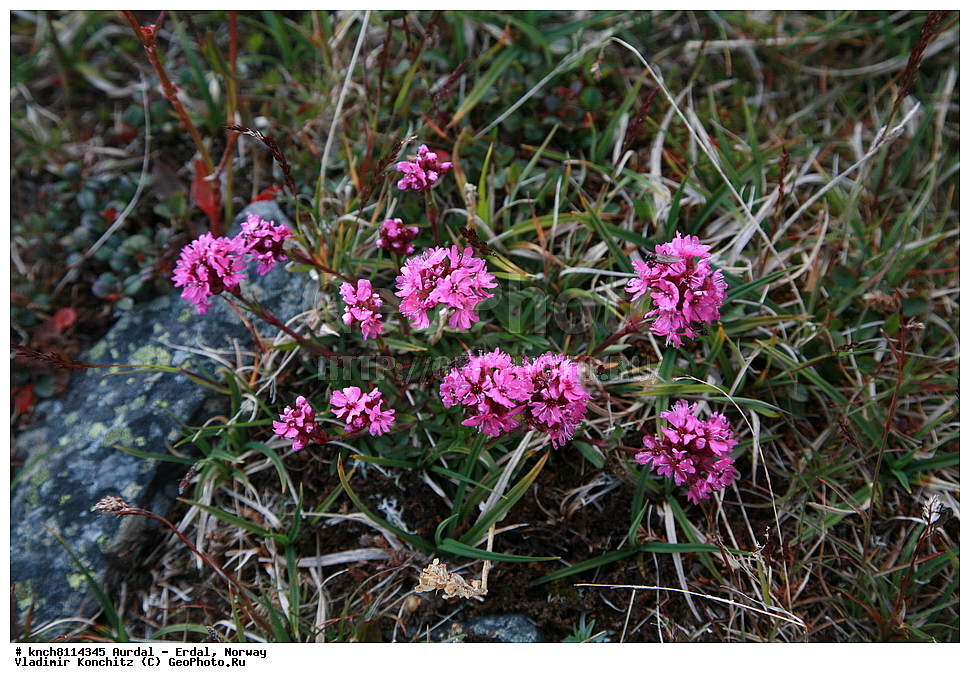 ������ - �����, ��������, ������