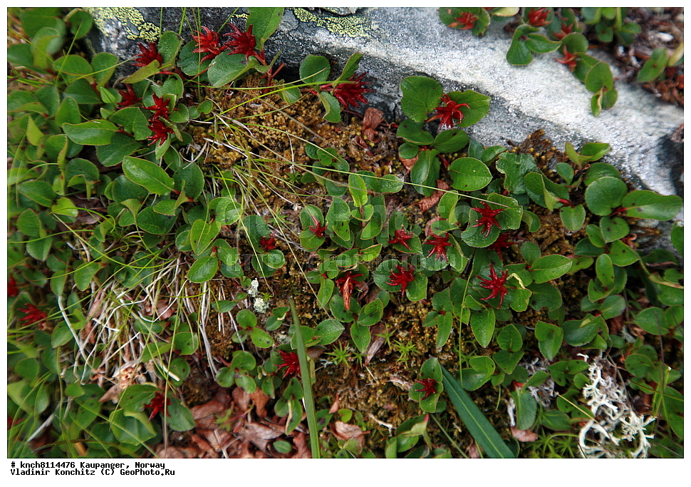 ���������, ��������, ������� ����