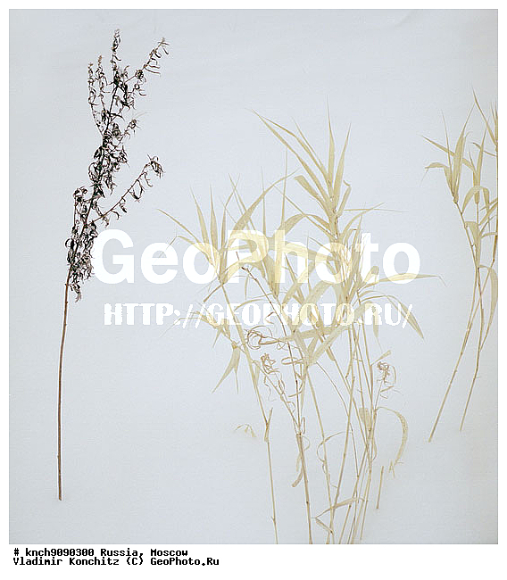 ������, ��������, �������, ������