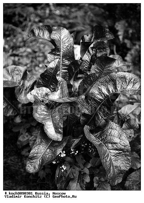 ������, ����, ��������, �������, ������, �����-�����