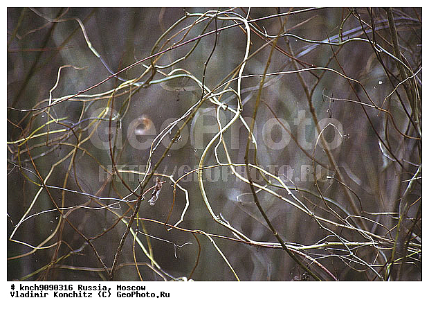 ������, ��������, �������, ������